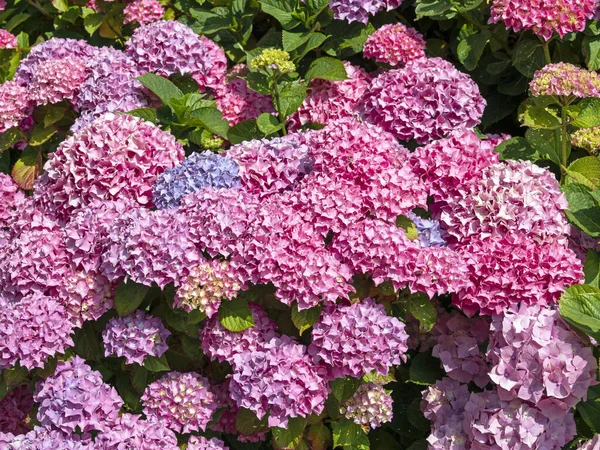Кущ гортензії з рожевими, синіми і бузковими квітами — стокове фото