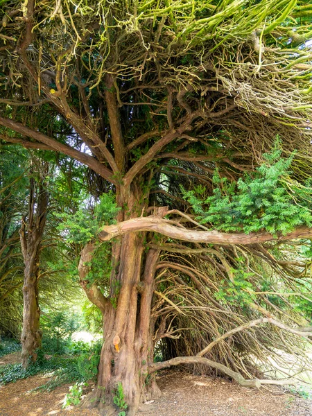 Ancient yew tree with twisted branches and green leaves — Stock Photo, Image