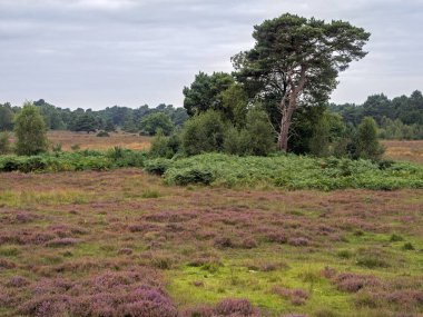 Heather ve ağaçlar Skipwith Common, North Yorkshire, İngiltere 'de
