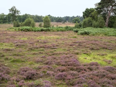 Heather Skipwith Common, North Yorkshire, İngiltere 'de çiçek açıyor.