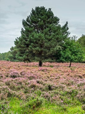 Heather ve Skipwith Common, North Yorkshire, İngiltere 'de bir çam ağacı.