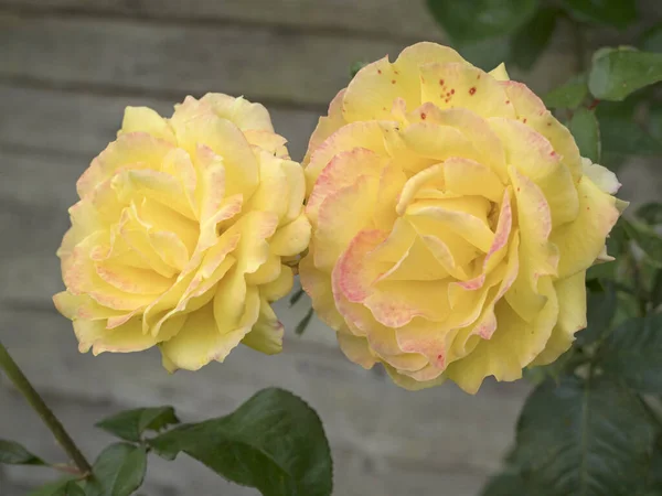 Dwie duże żółte róże kwitną obok drewnianego ogrodzenia — Zdjęcie stockowe