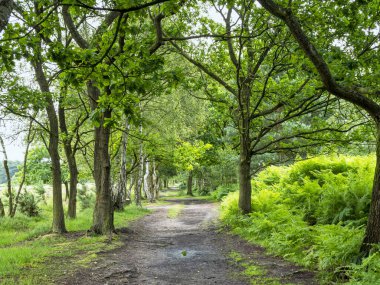 Skipwith Common, North Yorkshire, İngiltere 'deki ağaçların arasından geçeceğiz.