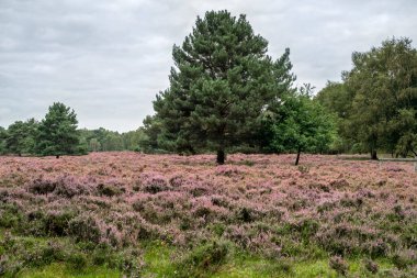 Heather ve Skipwith Common, North Yorkshire, İngiltere 'de bir çam ağacı.