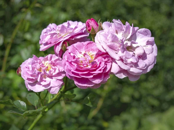 Fyra härliga rosa rosor blommar och knoppar på en gren — Stockfoto