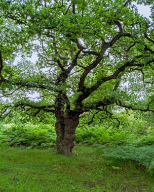 Yeşil yaz yapraklı antik meşe ağacı