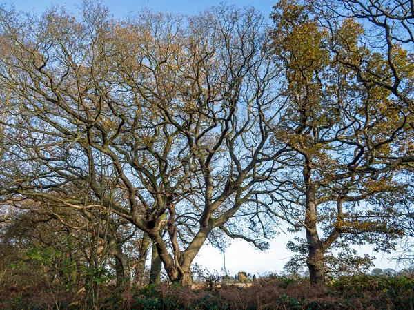 Δέντρα με γυμνά κλαδιά χειμώνα πάνω σε γαλάζιο ουρανό — Φωτογραφία Αρχείου