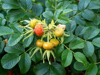 Gül gibi kalçalar Rugosa gülünde olgunlaşır