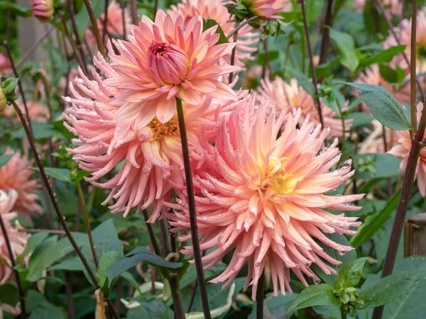 Piękne duże półkaktusy Dahlia kwiaty, odmiana Niespodzianka Zdjęcia Stockowe bez tantiem
