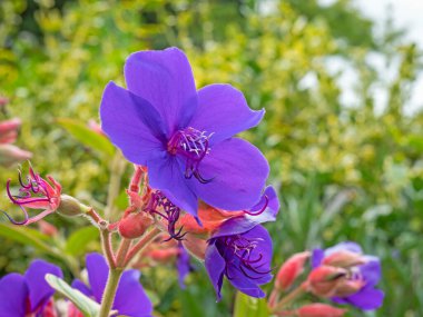 Prenses çiçeği Tibouchina urvilleana çiçek ve tohum kabukları