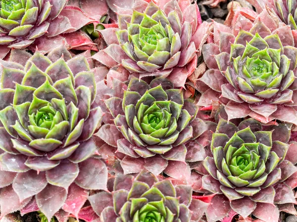 Poules et poussins plante succulente, Sempervivum Twilight Blues — Photo