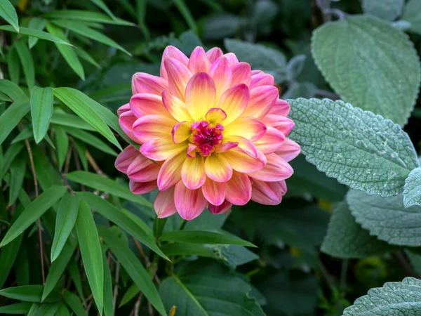 Bela flor Dahlia cercada por plantas verdes em um jardim — Fotografia de Stock