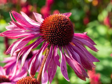 Mor bir Echinacea koni çiçeğinin bahçeye yakın çekimi