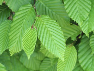 Karpuz demetinin yeşil yapraklarına yakın çekim, Carpinus betulus
