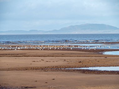 Gulls on the sandy shore at low tide with a view over the Solway Firth from Allonby, Cumbria, England