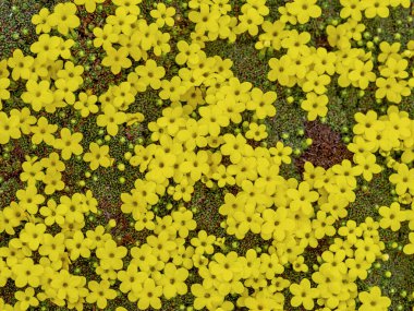 Dionysia tapetodes Compact Pin 'in parlak sarı çiçeklerine yakından bakın.