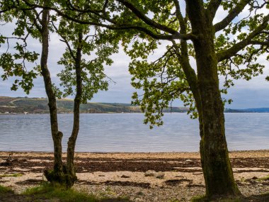 Ardentinny Sahili, Argyll, İskoçya 'daki ağaçlar arasındaki Loch Long manzarası