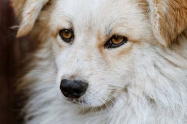 Evcil bir köpeğe yaklaş. Köpek bir şeye bakıyor..
