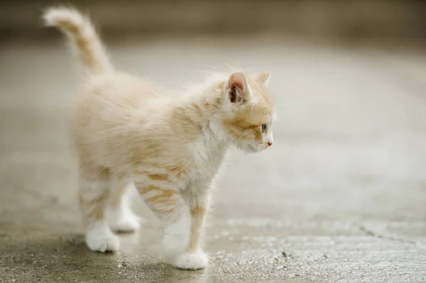 Dışarıda yürüyen sevimli çekici bir kedi..