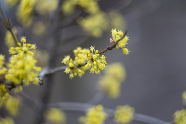 bahar Cornel çiçek