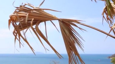 Palmiyelerin kuru dalları rüzgarda sallanıyor. 