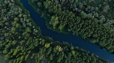 Uzun ağaçlı yeşil sık ormanın üst manzarası. Nehir ağaçlar arasında çapraz akar.. 