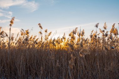 Batan güneş otların arasından görülebilir. Gün batımı