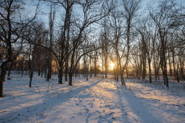 Karlı bir kış parkında gün batımı. Batan güneş ağaçların arasından görülebilir.