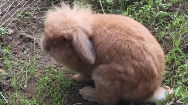 Um pequeno coelho de gengibre fofo está pulando no chão de grama verde. — Vídeo de Stock