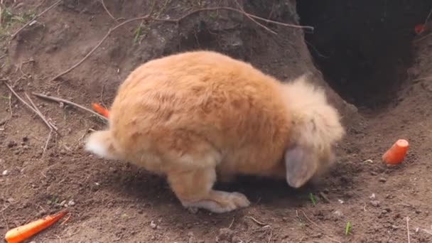 Um pequeno coelho vermelho fofo cava no chão. Coelhinho da Páscoa — Vídeo de Stock