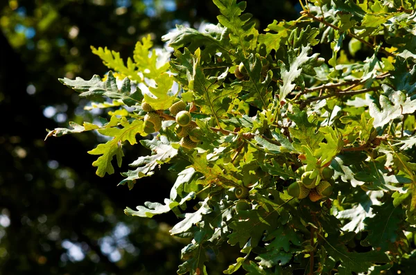 Grüne Eichenblätter und Eicheln — Stockfoto