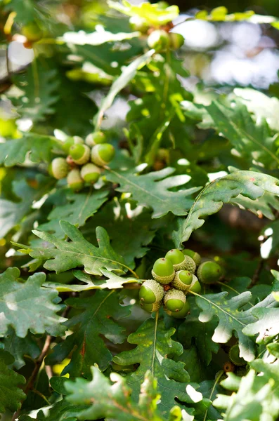 Hojas de roble verde y bellotas —  Fotos de Stock