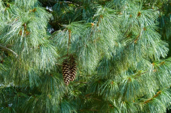 Arbre à pins — Photo