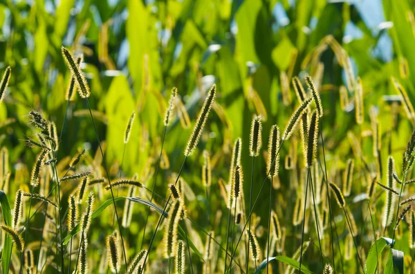 Wild ears in sunny day — Stock Photo, Image