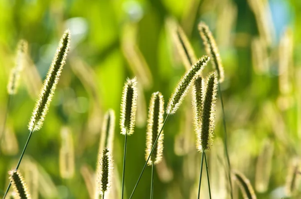 Wild ears in sunny day — Stock Photo, Image