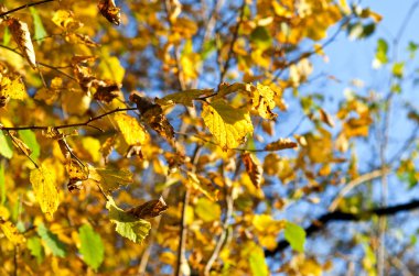 Sonbahar Yaprakları