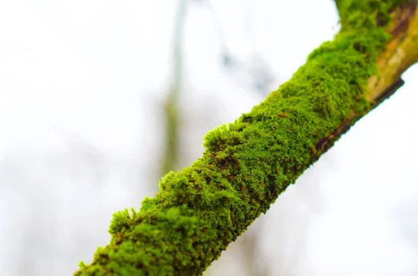 Tree trunk with moss — Stock Photo, Image