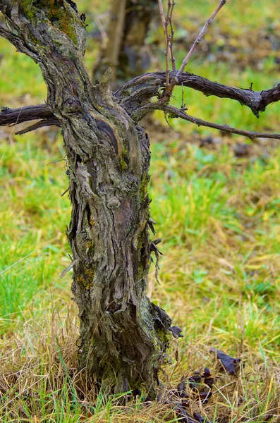 Grapevine — Stock Photo, Image