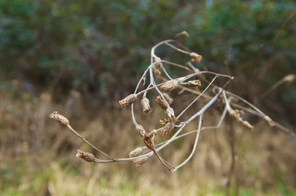 Plante sèche — Photo