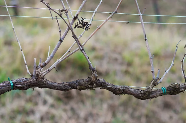 Grapevine — Stock Photo, Image