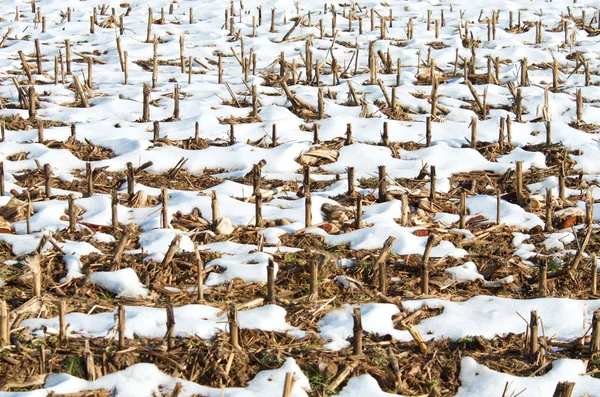 Campos de milho — Fotografia de Stock