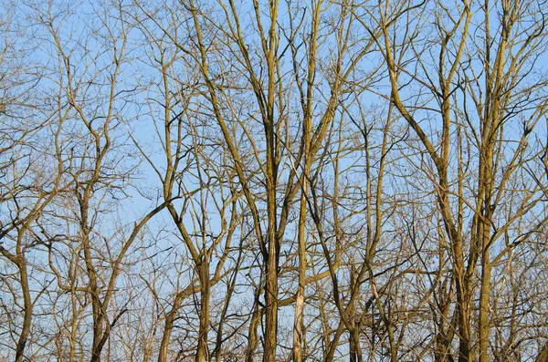 Гілки дерев — стокове фото