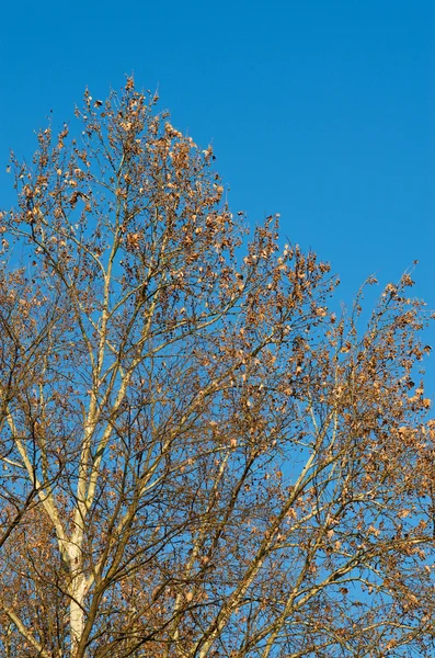 Çınar ağacı — Stok fotoğraf