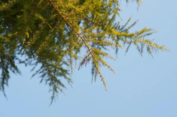 Κωνοφόρο δέντρο — Φωτογραφία Αρχείου