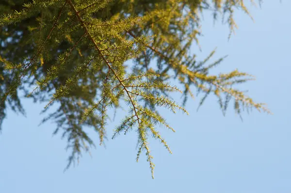 Albero di conifere — Foto Stock
