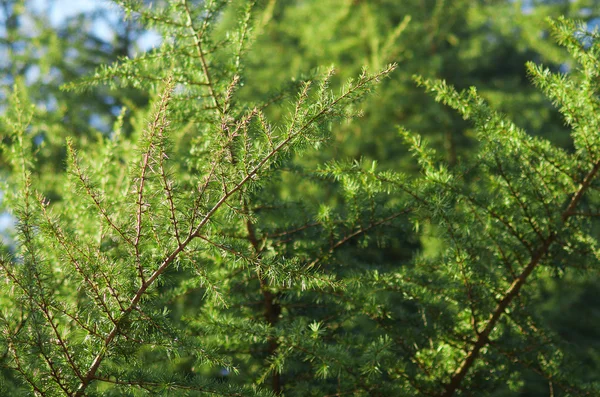 Хвойное дерево — стоковое фото