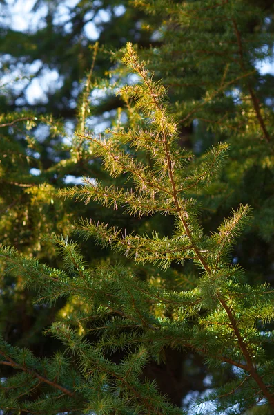 Coniferous tree — Stock Photo, Image