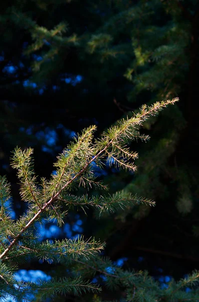 Arbre à conifères — Photo