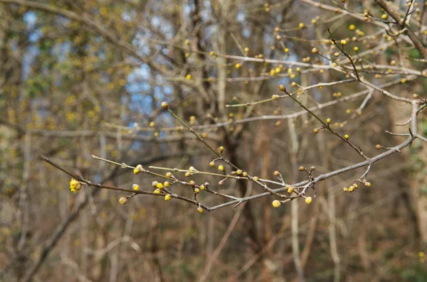 Blossoming buds — Stock Photo, Image