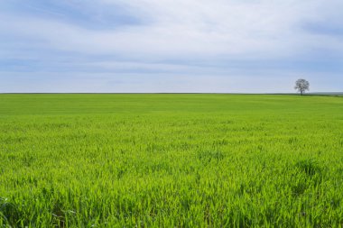 Yalnız bir ağaç yeşil alan